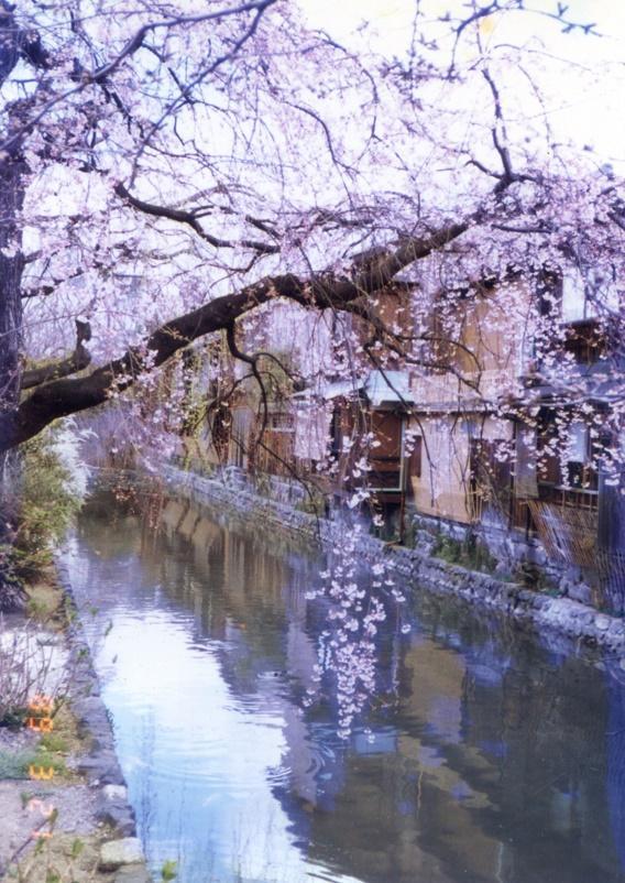 約會(huì)大作戰(zhàn)櫻花動(dòng)漫，時(shí)代印記與文化回響