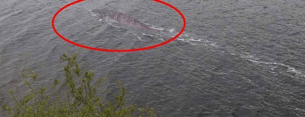 羅平板橋神秘生物最新報(bào)道，不明生物現(xiàn)身！