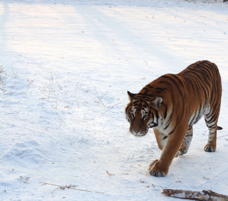 虎威演員表揭秘，舞臺(tái)之外的小日常風(fēng)采