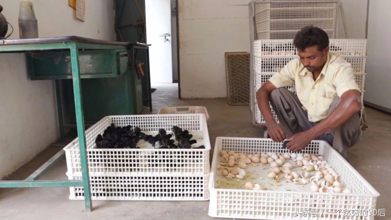 最新雛雞價格監(jiān)測器，科技引領(lǐng)智能生活新篇章