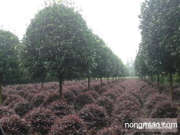 八月金桂花樹(shù)價(jià)格，智能之選，科技與自然完美融合的智能之選。