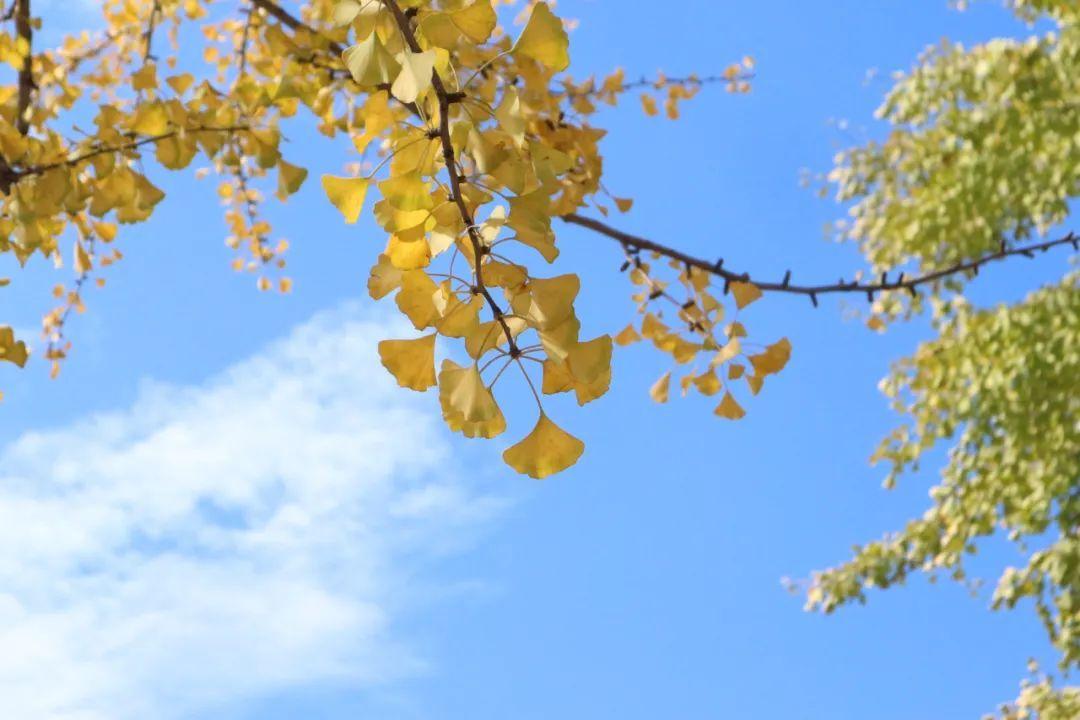 劍河綠化公司招聘啟事，尋找綠色事業(yè)伙伴，共創(chuàng)美好未來！