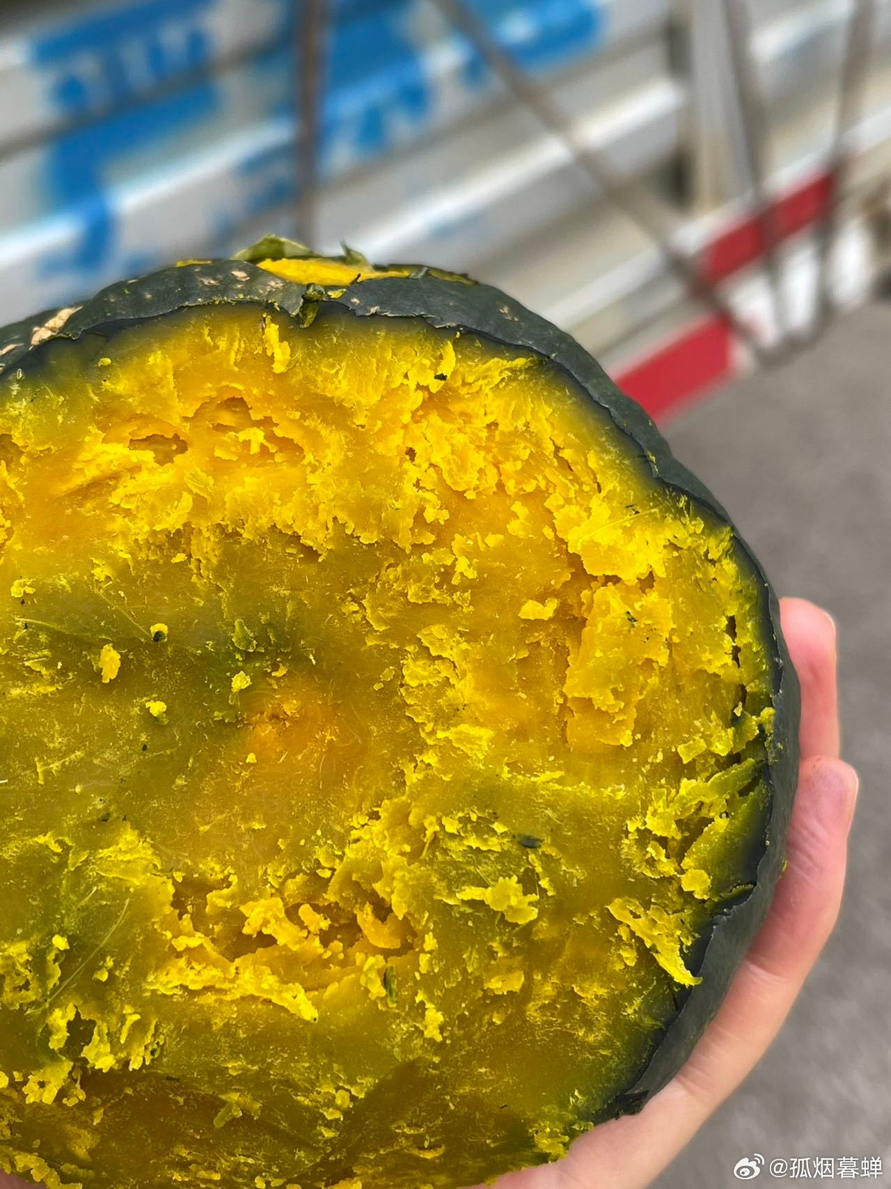 鉤花新品速遞，一場與自然的美麗遨游之旅