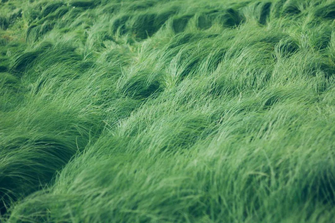 最新綠色文學作品，巷弄深處的綠色故事小屋