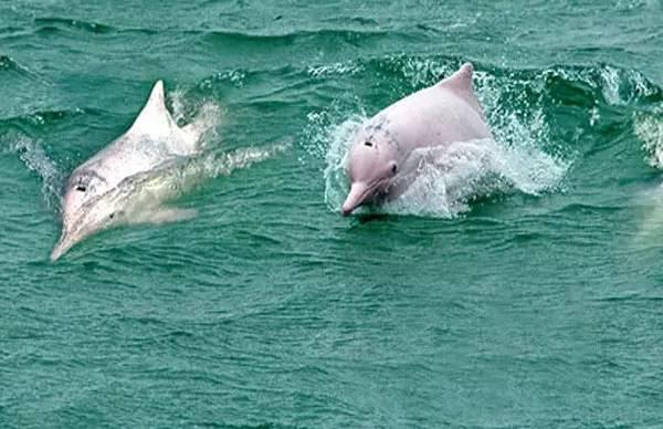 柔浪電影，情感與藝術(shù)的完美融合之旅???