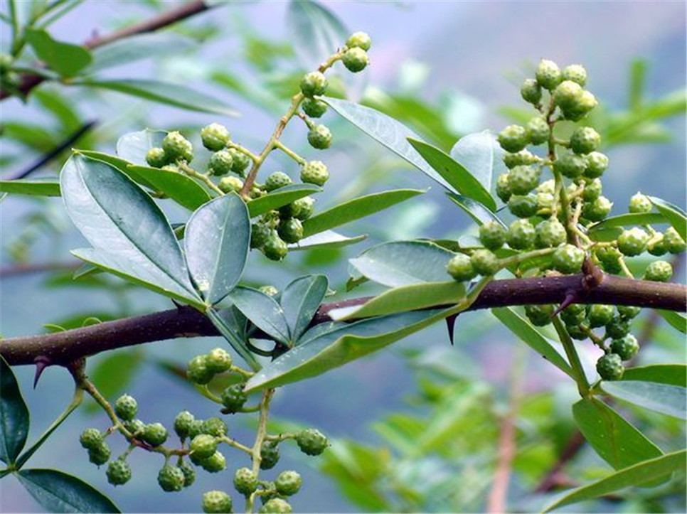 干花椒行情揭秘，探尋廚房秘密的香料之旅