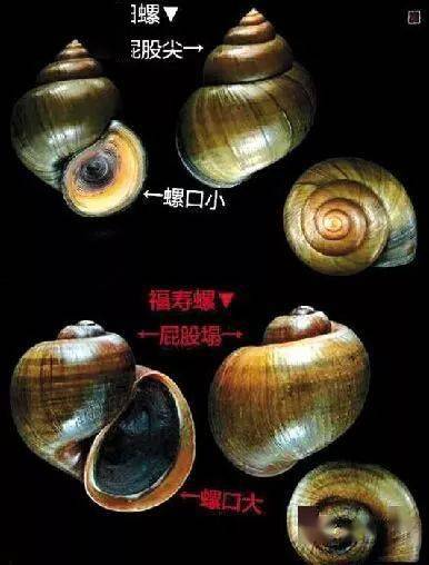 田螺價(jià)格背后的溫情故事，奇遇與收購之旅