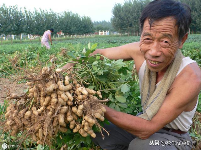 延津縣花生米今日行情詳解，如何了解與評估市場行情及趨勢分析
