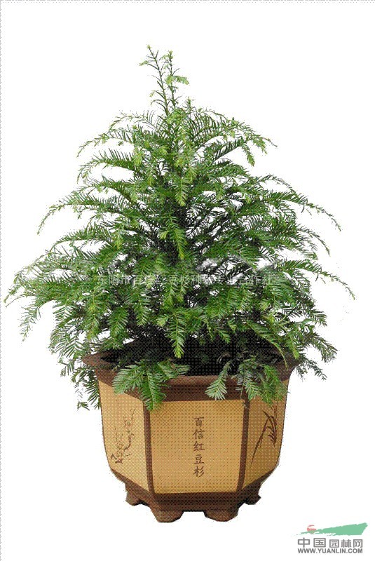 紅豆杉行情，繁榮的市場(chǎng)現(xiàn)狀與未來(lái)展望