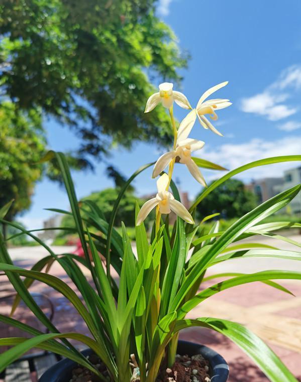 蘭花價格變化之旅，從綠葉到金花，自信與成就感的培育之路