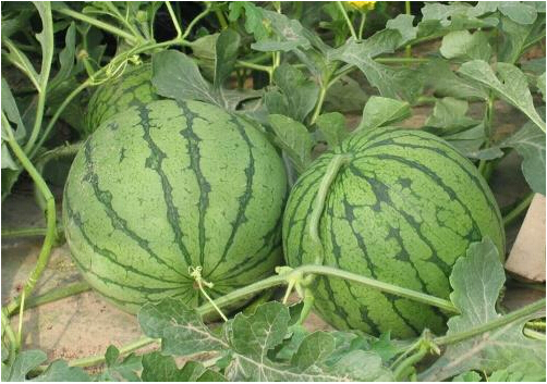 全國西瓜行情深度解析，夏日甜蜜風(fēng)暴席卷全國！