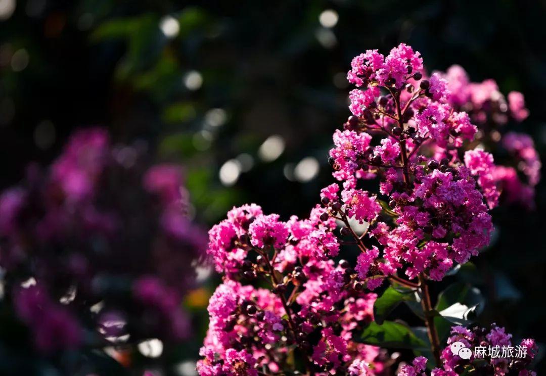 麻城紫薇星城房?jī)r(jià)探秘，最新房?jī)r(jià)信息與溫馨探房之旅