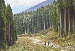 安徽省林場(chǎng)最新動(dòng)態(tài)更新，綠意盎然的發(fā)展訊息????