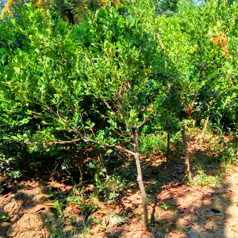 最新黃楊樹(shù)5公分價(jià)格揭秘，市場(chǎng)行情解析