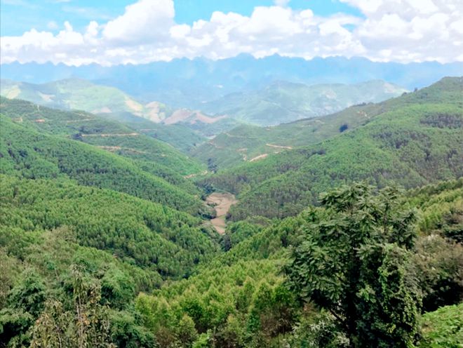 廣西桉樹(shù)最新收購(gòu)價(jià)格及其背后的溫情故事