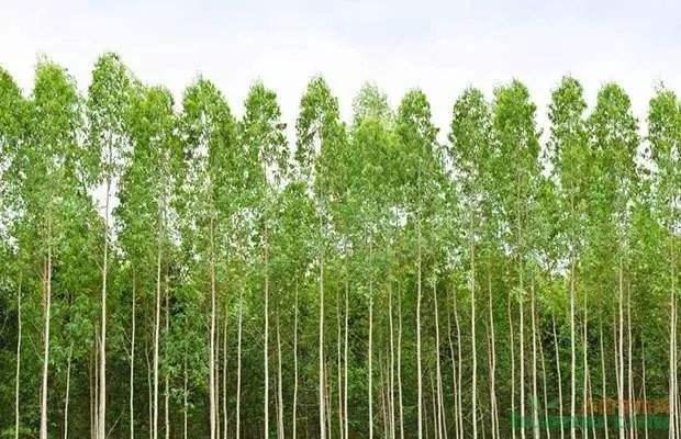 廣西桉樹(shù)最新收購(gòu)價(jià)格及其背后的溫情故事