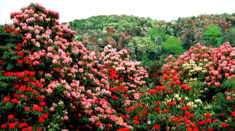 百里杜鵑盛開(kāi)新篇章，最新新聞聯(lián)播速遞！