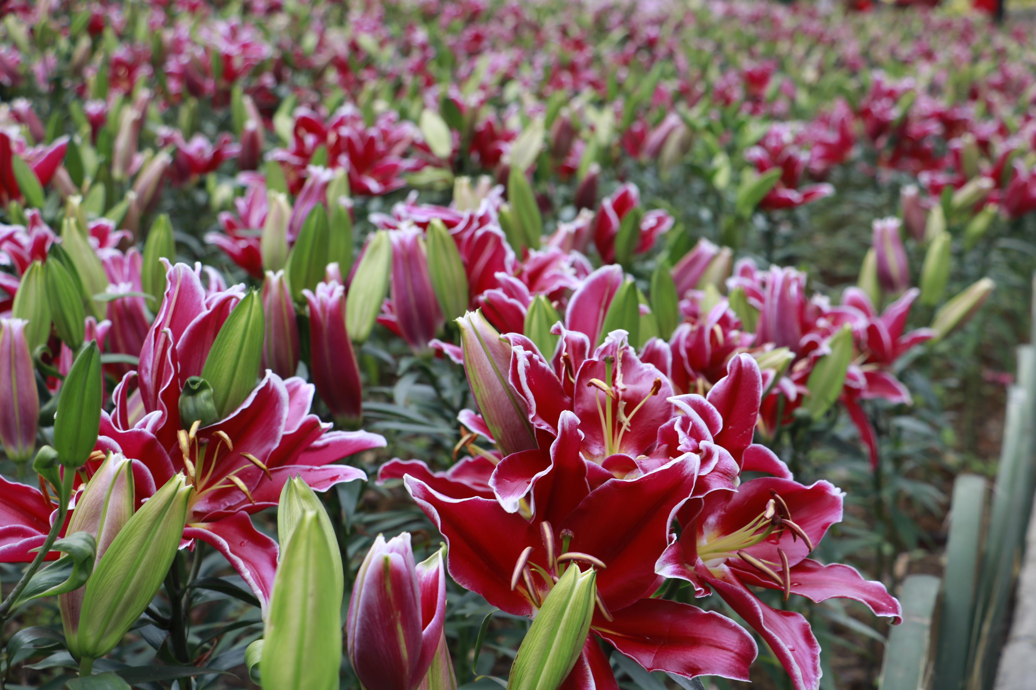 齊齊樂(lè)最新游戲安裝包，時(shí)代寵兒之選