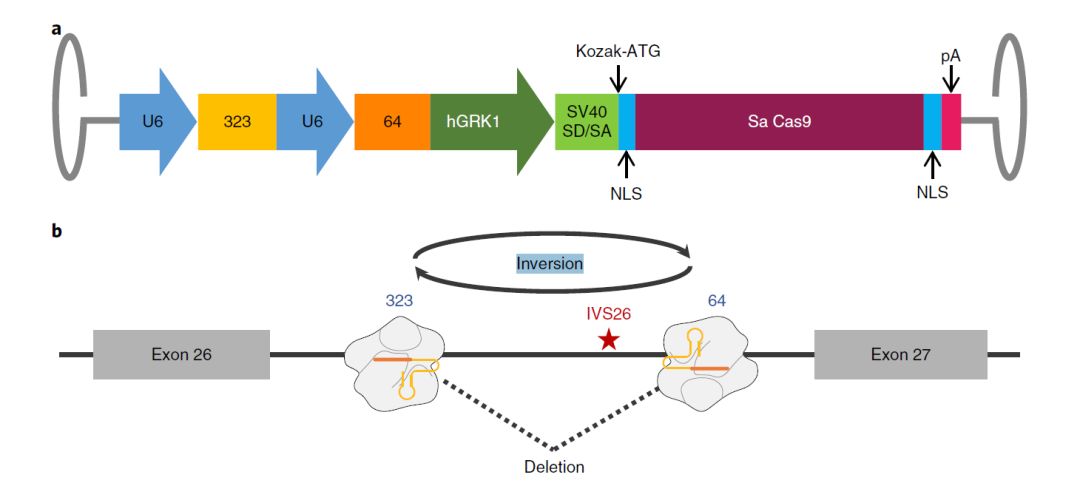 基因治療新突破，小明的奇跡基因之旅揭秘奇跡之源