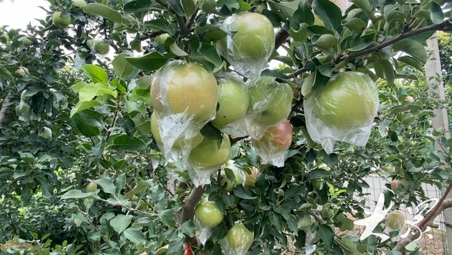 科技與自然融合的綠色奇跡，最新果樹展望