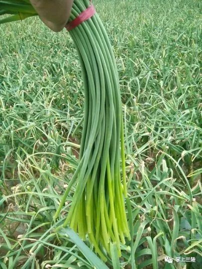 最新蒜苔價(jià)格變動(dòng)，學(xué)習(xí)中的自信與成就感的源泉