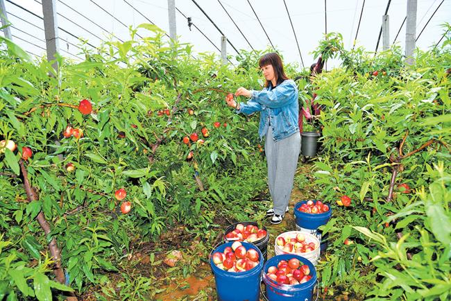 羅牛山最新動態(tài)及相關(guān)論述概述