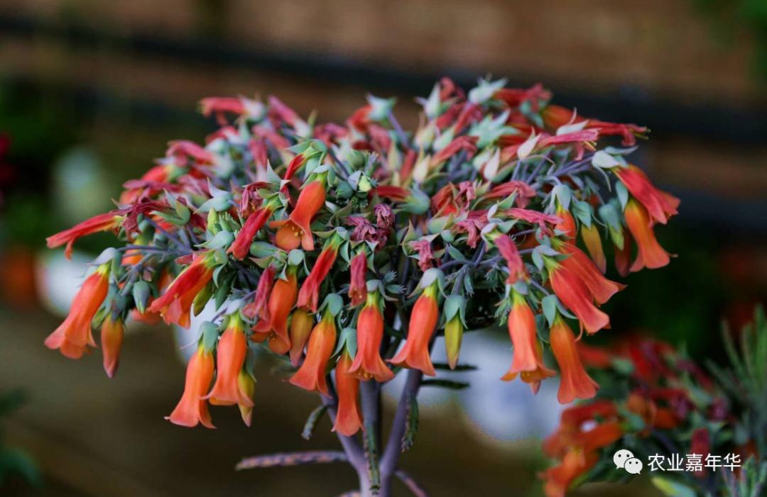 QQ農(nóng)場最新版下載探討與資源分享