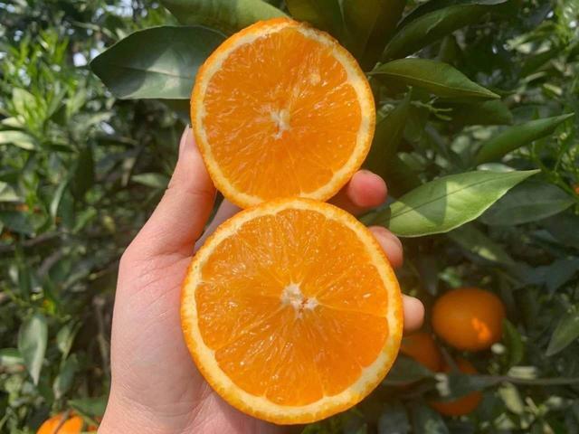 贛南臍橙最新價格，科技融合傳統(tǒng)，智能生活新潮流領(lǐng)航者