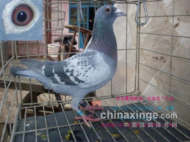 最新臺鴿翱翔夢想，學(xué)習(xí)鑄就自信之翼