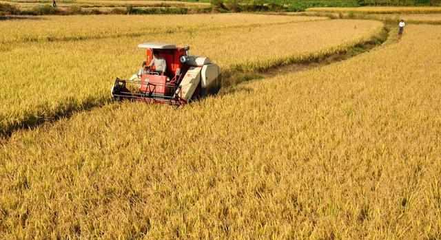 最新糧食種植、收獲與儲存全攻略，初學(xué)者與進(jìn)階用戶的詳細(xì)步驟指南