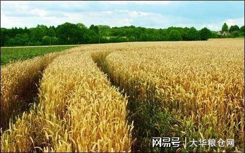 今天小麥最新價格行情，變化中的機遇與自我成長潛力探索