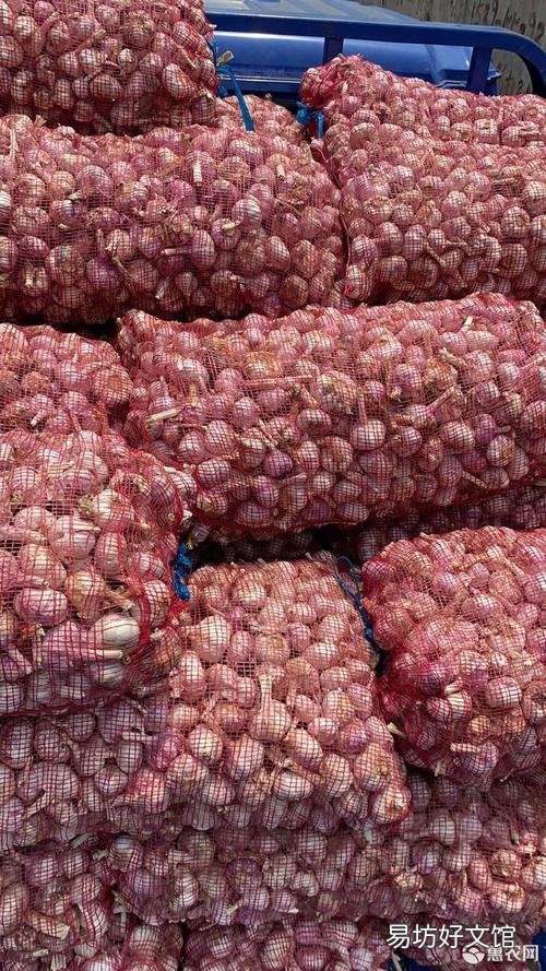 邳州大蒜最新價格行情指南，了解大蒜市場趨勢與價格變動