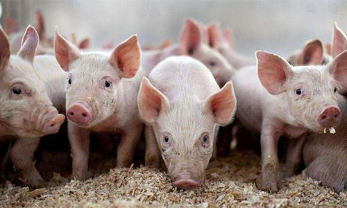 豆粕最新價(jià)格動(dòng)態(tài)，變化中的機(jī)遇與成就的種子