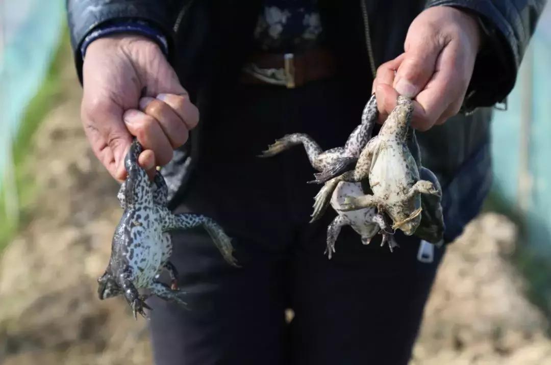 牛蛙價格最新動態(tài)與購買指南，全面步驟解析