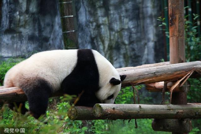 南京熊貓最新動態(tài)揭秘，如何獲取最新消息？