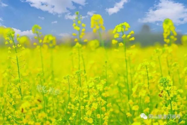 春暖最新——探尋萬物蘇醒之美的獨特魅力