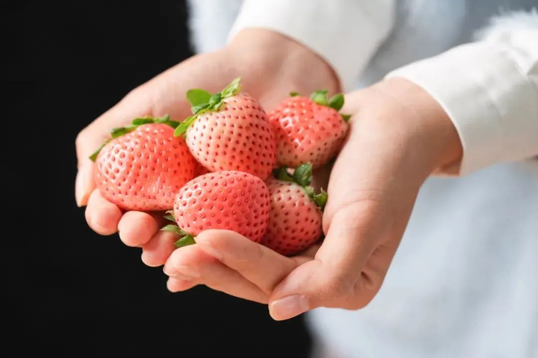 探索未來草莓無限可能的最新品種！