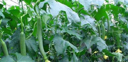 小巷深處的絲瓜味覺之旅，最新地址揭秘