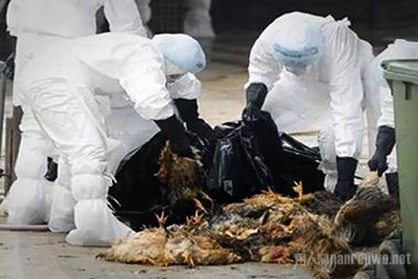 全球禽流感最新動態(tài)，全球態(tài)勢與多方觀點深度解析