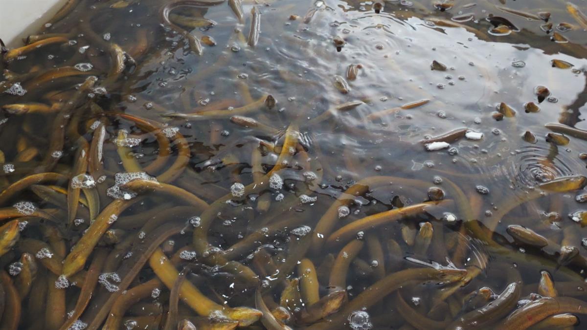 野生黃鱔最新價格行情，變化中的學(xué)習(xí)展現(xiàn)自信與成就的力量