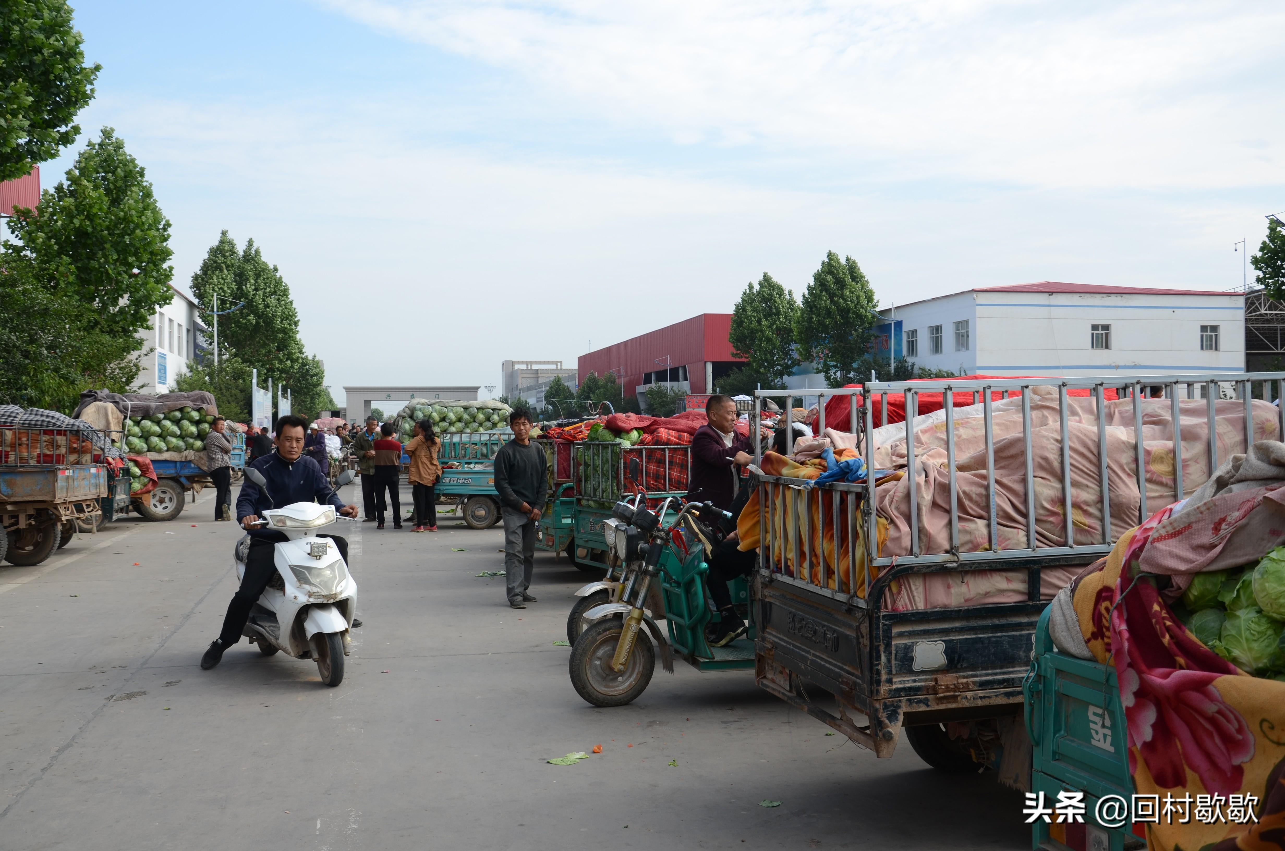 紫甘藍(lán)最新價(jià)格行情揭秘，新鮮資訊一網(wǎng)打盡！????