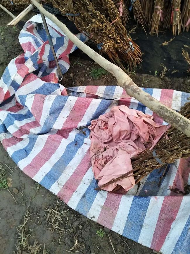 儀征玫瑰園最新動(dòng)態(tài)，浪漫綻放與綠意盎然的生活體驗(yàn)