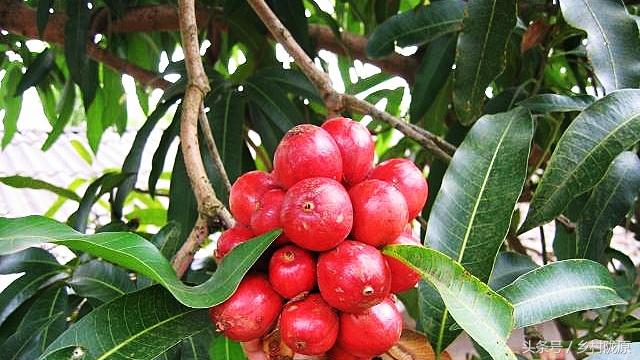 今天草果最新價(jià)格及市場走勢多元觀點(diǎn)探討