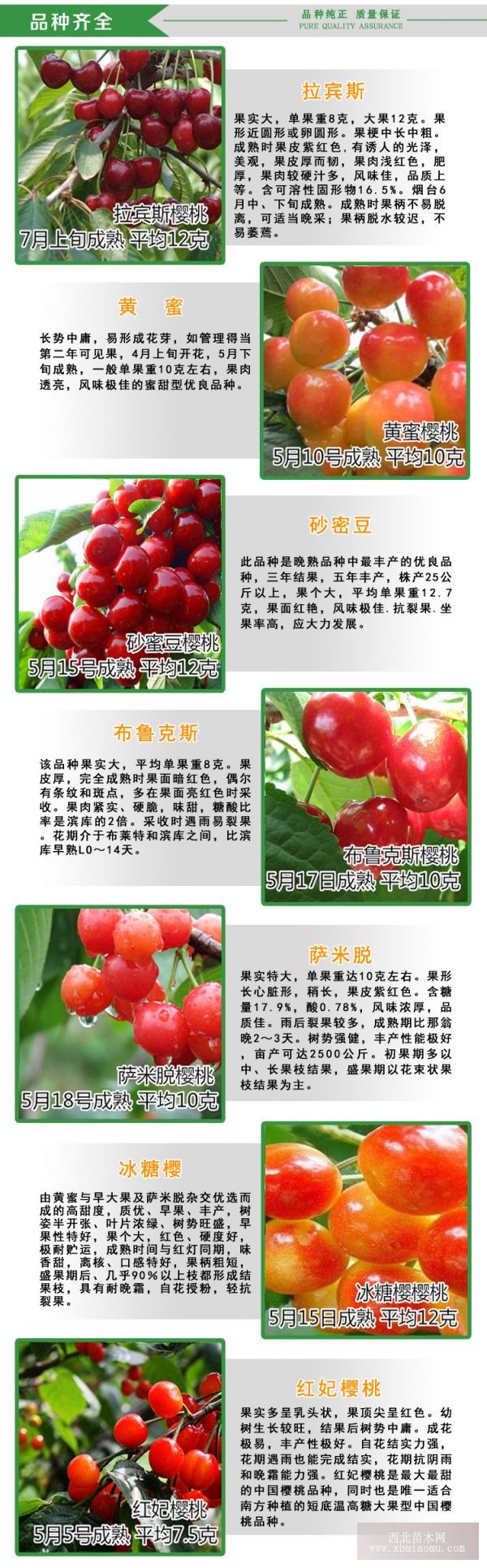 煙臺(tái)最新大櫻桃品種探析