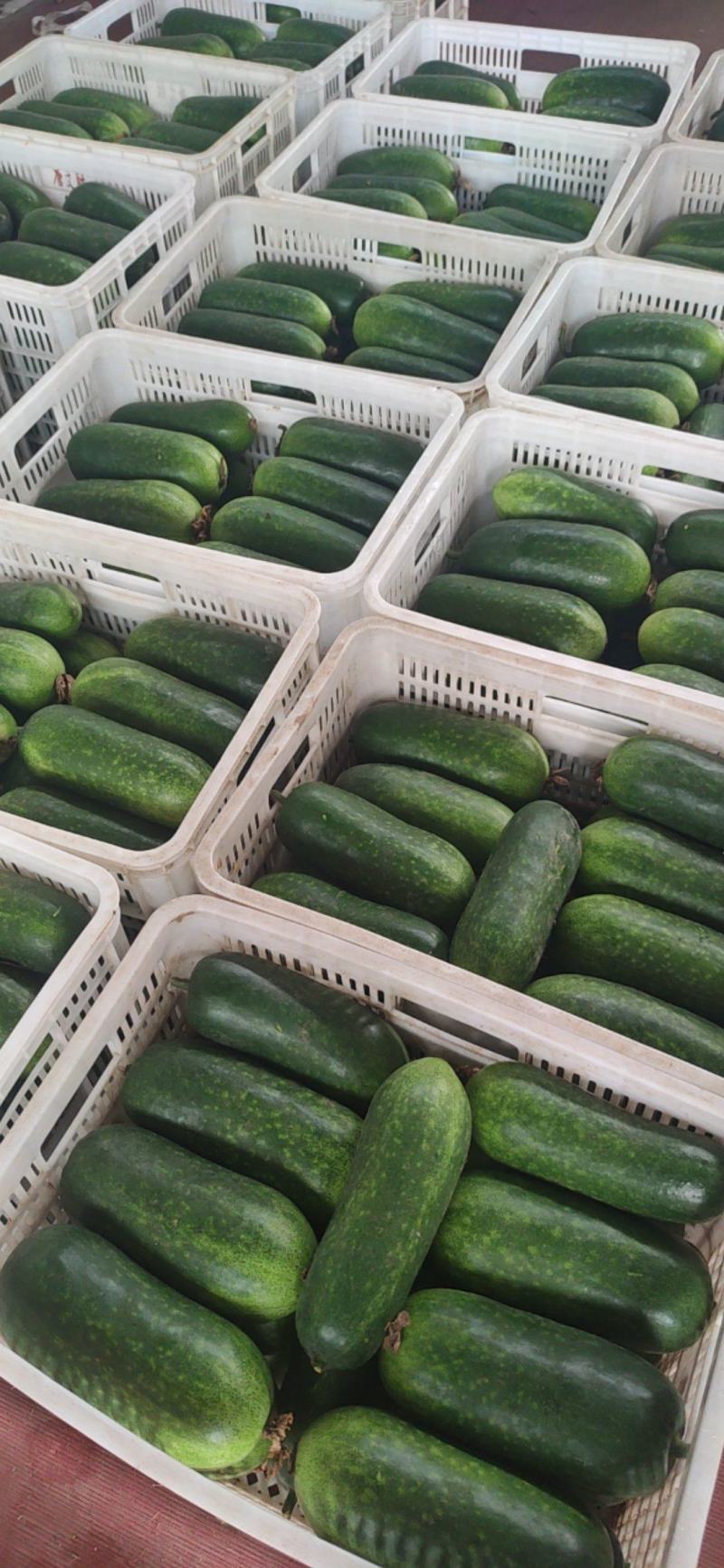 山東冬瓜最新價(jià)格行情動(dòng)態(tài)更新