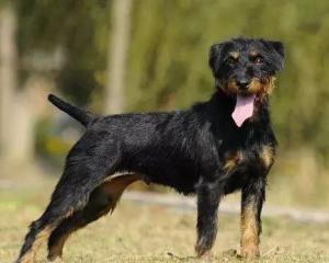 最新德國獵梗出售，背景、時(shí)代地位與影響分析