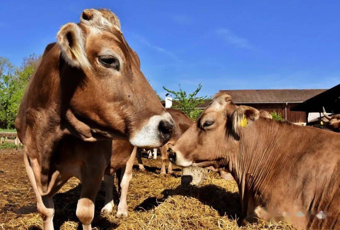 錢(qián)牛牛最新動(dòng)態(tài)揭秘，牛運(yùn)亨通的奇妙日常故事