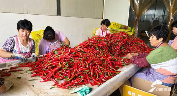 全國辣椒最新價格行情，科技引領(lǐng)產(chǎn)業(yè)變革，塑造未來生活新趨勢
