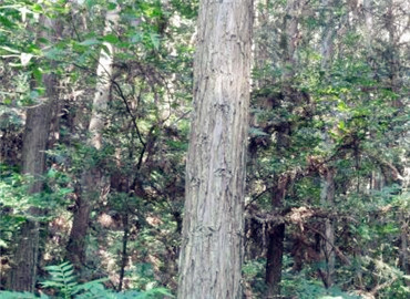 安徽國有林場改制開啟綠色新篇章，推動可持續(xù)發(fā)展??