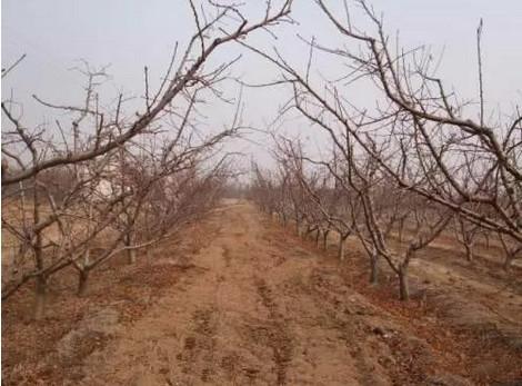 桃樹最新品種介紹大全，全面解析最新桃樹品種